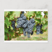 Weintrauben Postkarte (Vorderseite)