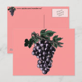 Weintrauben Postkarte (Vorne/Hinten)