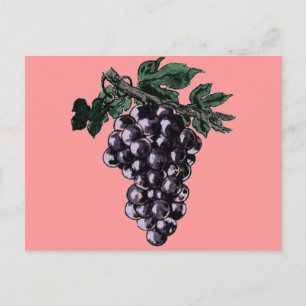 Weintrauben Postkarte
