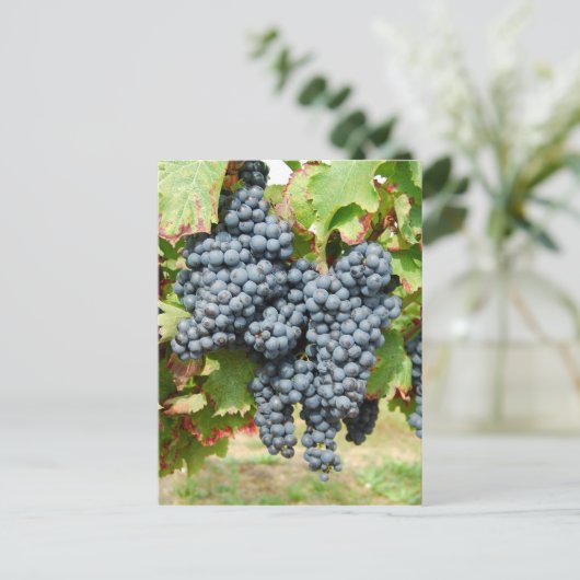 Weintrauben Postkarte (Stehend Vorderseite)