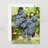 Weintrauben Postkarte (Vorne/Hinten)
