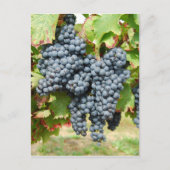 Weintrauben Postkarte (Vorderseite)