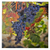 Weinwanderwege Mendrisiotto Weinroute Mendrisiotto Fliese (Vorderseite)