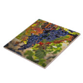 Weinwanderwege Mendrisiotto Weinroute Mendrisiotto Fliese (Seite)