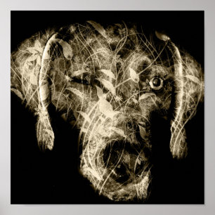 Weinweimaraner Poster