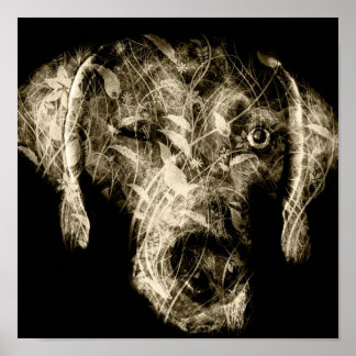 Weinweimaraner Poster