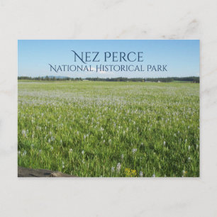 Weippe Prarie, Camas Lily, Nez Perce NHP Postkarte