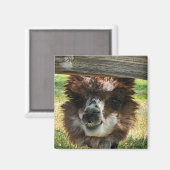 Weird Alpaca Magnet (Vorderseite/Rückseite)