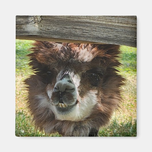 Weird Alpaca Magnet (Vorne)