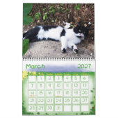 WEIRD CATS 2014 KALENDER (Mär 2027)