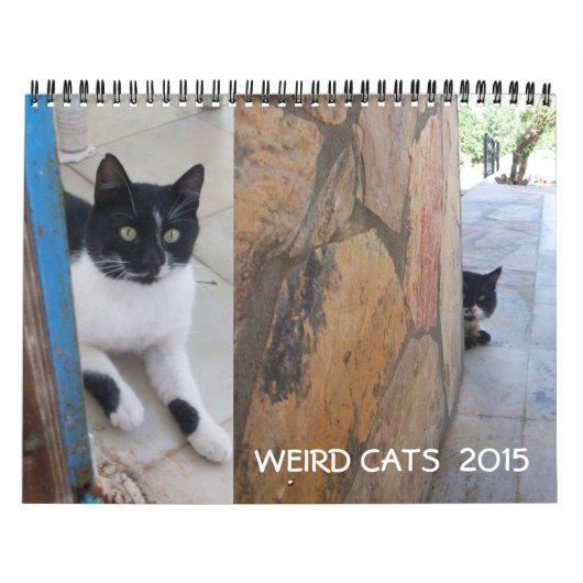 WEIRD CATS 2015 KALENDER (Titelbild)