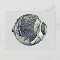 Weird Modern Vintage Eyeball Detail Drawing Gray