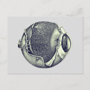 Weird Modern Vintage Eyeball Detail Drawing Gray Postkarte