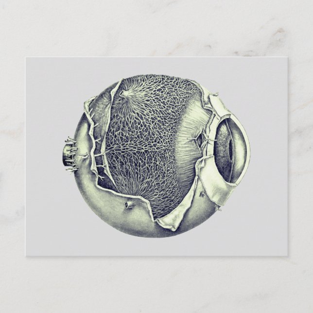 Weird Modern Vintage Eyeball Detail Drawing Gray Postkarte (Vorderseite)