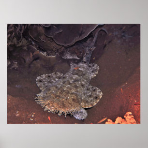 Weird Wobbegong Poster