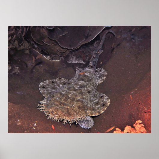Weird Wobbegong Poster (Vorne)