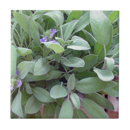 Weise Fotografiekunst der Krautsammlung Fliese (Vorderseite)