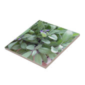 Weise Fotografiekunst der Krautsammlung Fliese (Seite)