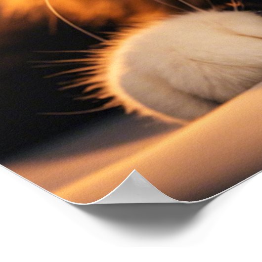 weise Katze Poster (Ecke)