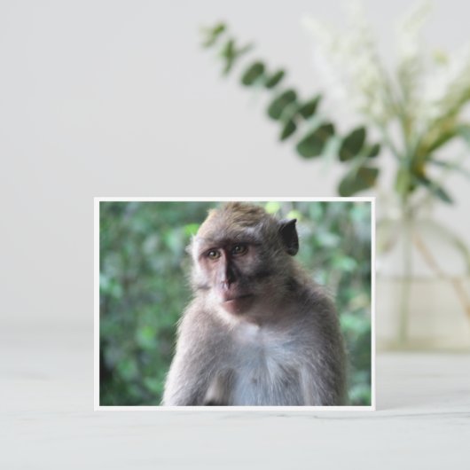 Weise Postkarte (Stehend Vorderseite)