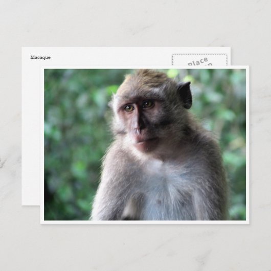 Weise Postkarte (Vorne/Hinten)