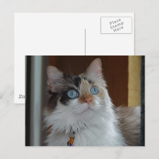 Weisheit sucht Postkarte (Vorne/Hinten)