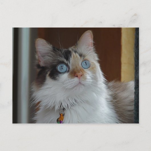 Weisheit sucht Postkarte (Vorderseite)