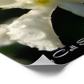 weiß001 poster (Ecke)