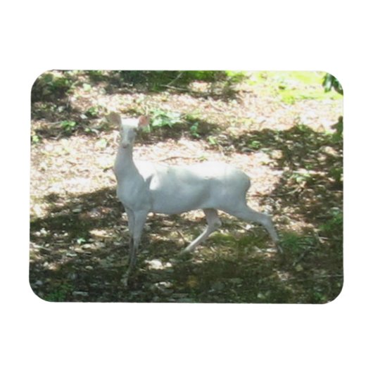 Weiß/Albino Deer 3x4 Foto Magnet (Horizontal)