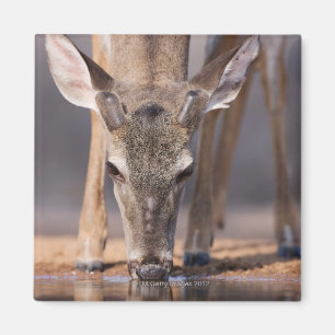 Weiß angebundene Rotwild am waterhole Magnet