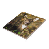 Weiß-Angebundene Rotwild-Keramik-Foto-Fliese Fliese (Seite)