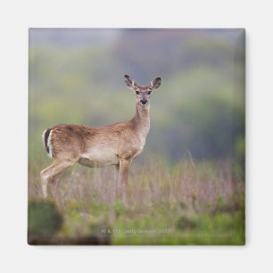 Weiß-Angebundene Rotwild Magnet
