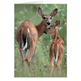 Weiß-angebundene Rotwild mit Kitz