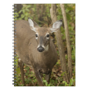 Weiß angebundene Rotwild Notizblock