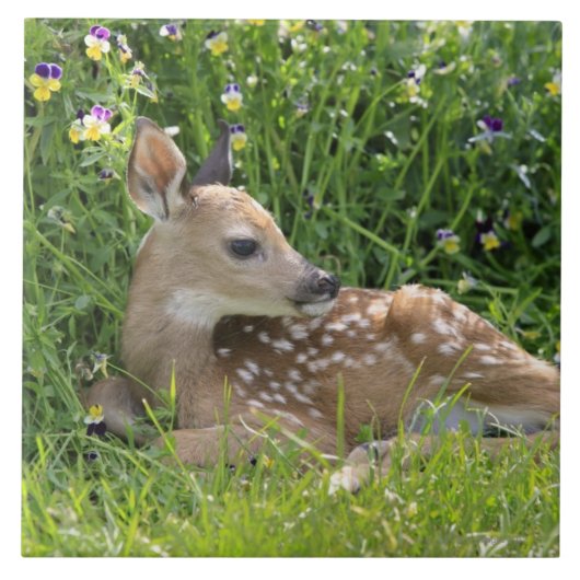 Weiß-angebundene Rotwild (Odocoileus virginianus) Fliese (Vorderseite)
