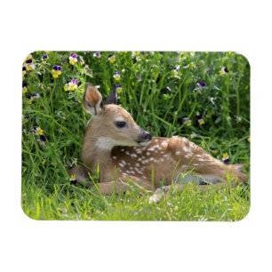 Weiß-angebundene Rotwild (Odocoileus virginianus) Magnet