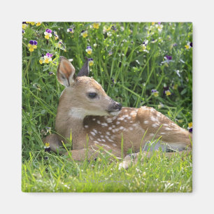 Weiß-angebundene Rotwild (Odocoileus virginianus) Magnet
