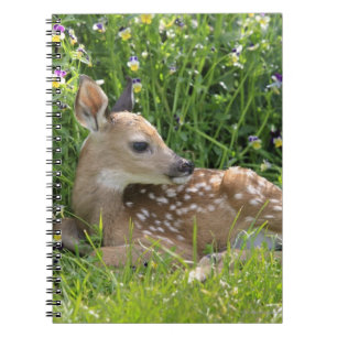 Weiß-angebundene Rotwild (Odocoileus virginianus) Notizblock