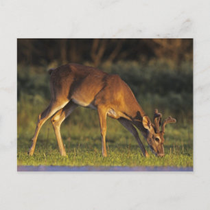 Weiß-angebundene Rotwild, Odocoileus virginianus, Postkarte