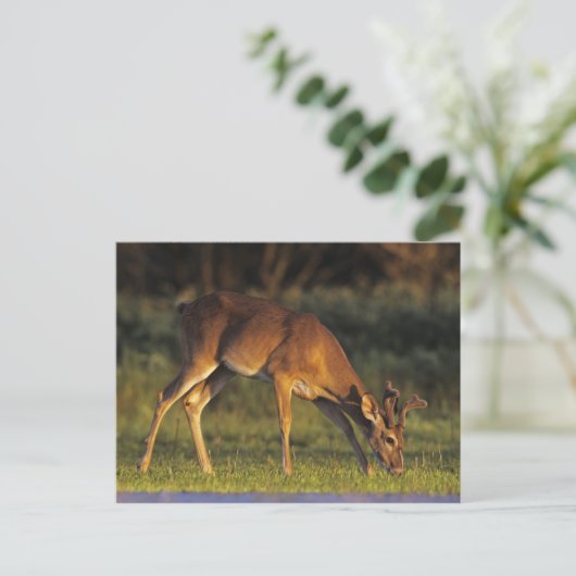 Weiß-angebundene Rotwild, Odocoileus virginianus, Postkarte (Stehend Vorderseite)