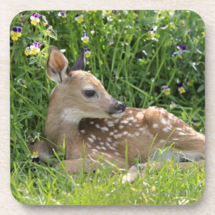 Weiß-angebundene Rotwild (Odocoileus virginianus) Untersetzer