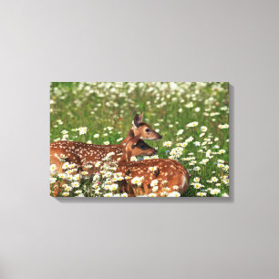 Weiß-angebundene Rotwildkitze Leinwanddruck