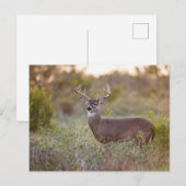 weiß-angebundener Mann 2 der Rotwild (Odocoileus Postkarte (Vorne/Hinten)