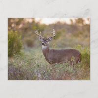 weiß-angebundener Mann 2 der Rotwild (Odocoileus