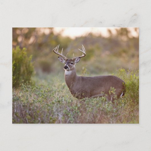weiß-angebundener Mann 2 der Rotwild (Odocoileus Postkarte (Vorderseite)