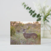 weiß-angebundener Mann 2 der Rotwild (Odocoileus Postkarte (Stehend Vorderseite)