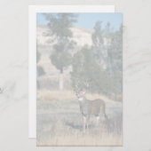 Weiß-angebundener Rotwilddollar Briefpapier (Vorne/Hinten)