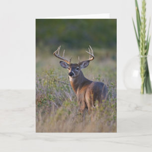 weiß-angebundenes Rotwild Odocoileus virginianus) Karte