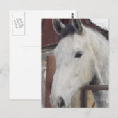 Weiß-Arabian-Pferdebilder Postkarte (Vorne/Hinten)