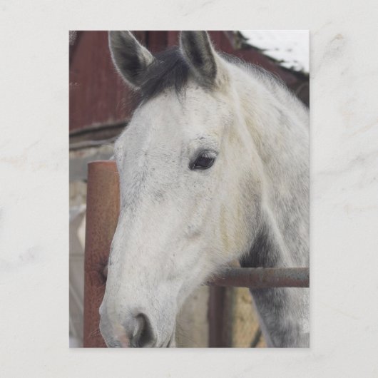 Weiß-Arabian-Pferdebilder Postkarte (Vorderseite)
